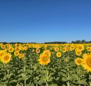 sunflowers in field
